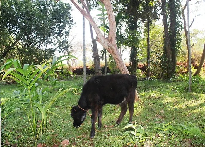 Dudhsagar Plantation