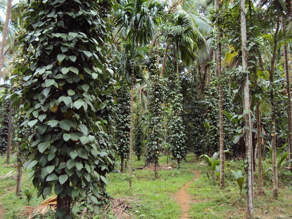 Farm stay Dudhsagar Plantation Cormonem