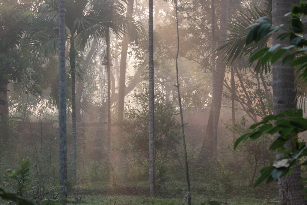 Farm stay Dudhsagar Plantation *