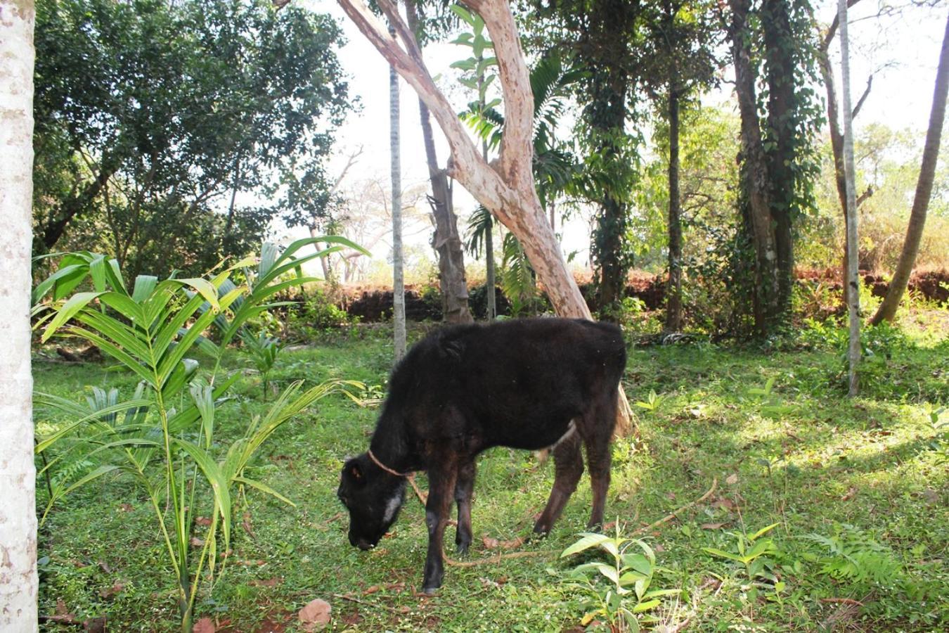 Dudhsagar Plantation Farm stay Cormonem